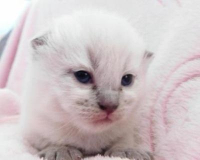 Sterling Silvers Not So Silver - Scottish Fold Male & Female Kitten For Sale