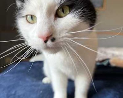Oreo was brought home from a farm in southeastern MN in late 2023 after it was made evident (by him) that he wanted to be a house cat. He is extremely quick to purr and give you headbutts and makes some of the best fresh biscuits around! He is an agile, playful kitty who is great at climbing (hence the perch picture), and does a great using his scratching post! He also enjoys walking outside an...