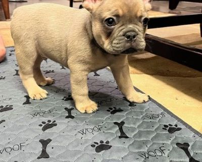 2 Male French Bulldog Puppies for Sale