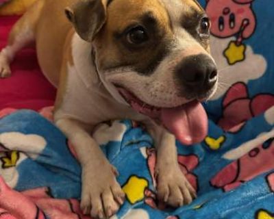 Sarge - American Bulldog Male Dog for Adoption