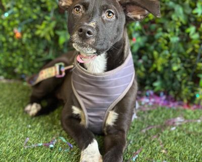 Exciting News: This adorable pup will be at an adoption event near you! Check our website: https://AmazingDogsRescue.org/dogs/ Or call 888.508.8943 (Monday to Sunday, 8 AM to 8 PM).. Out-of-town pets are cared for by non-local organizations who can make arrangements for the pet to be transported to your area. Learn More. Puppy Female Medium Black , White / Cream