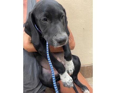 56688663 - Hound (Unknown Type)/Mixed Breed (Medium) Mix Male Puppy for Adoption