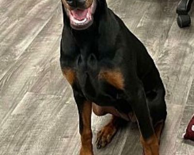 Lilly - Doberman Pinscher Female Puppy for Adoption