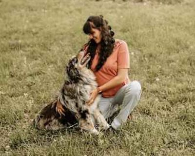Milo - Australian Shepherd Male Dog for Adoption