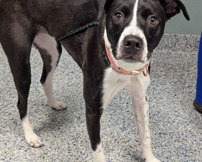 Kira - Pointer Mix Female Dog for Adoption