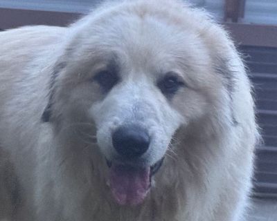 Mufasa - Great Pyrenees Male Dog for Adoption