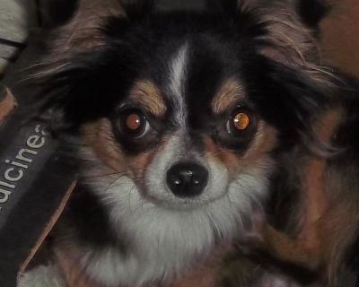 Adult Female AKC Long Coat Chihuahua