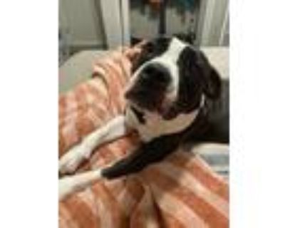 Adopt Daisy Mae a Black - with White American Pit Bull Terrier / Mixed dog in