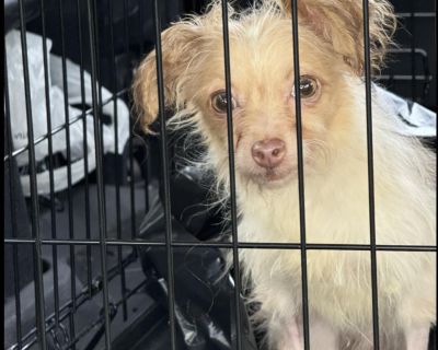 Meet Jeremiah! Jeremiah's story began with heartbreak; he and his siblings were found abandoned in a carrier in the Bronx, critically ill and fighting for their lives. Thanks to quick action and compassionate care, Jeremiah pulled through, proving he's a true little warrior. This brave boy is playful, affectionate, and full of life. He loves cuddles, toys, and any excuse to be near his humans. ...