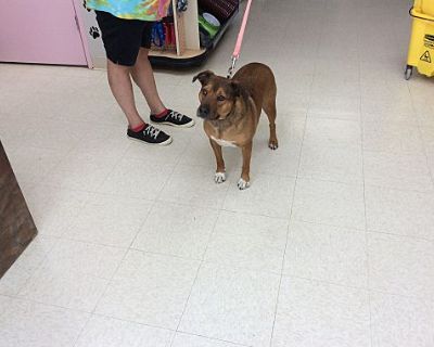 Gunner - Beagle/Terrier (Unknown Type, Medium) Mix Male for Adoption