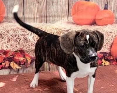 Buster Brown - Beagle Mix Male Puppy for Adoption