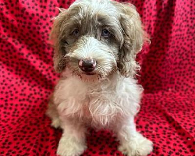 HERSHEY - Cockapoo Male Puppy for Adoption