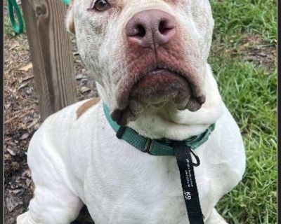 Nora - Female Puppy Mastiff for Adoption