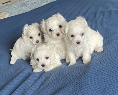 Maltese A.KC. Puppies For Salr