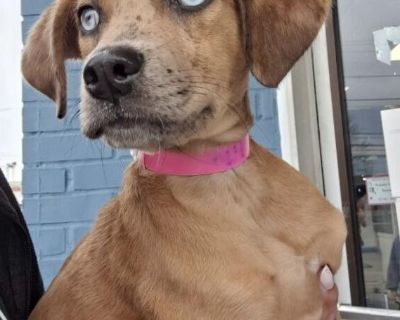 Characteristics Curious, Friendly, Playful Coat length Short Health Vaccinations up to date.. Puppy Female Large Brindle