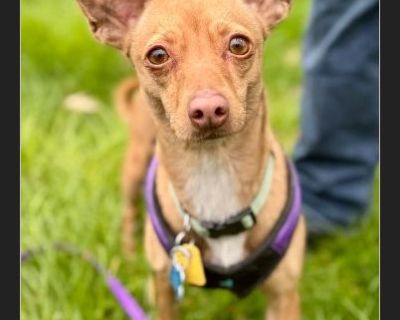 Lasagna - Manchester Terrier / Miniature Pinscher Female Puppy