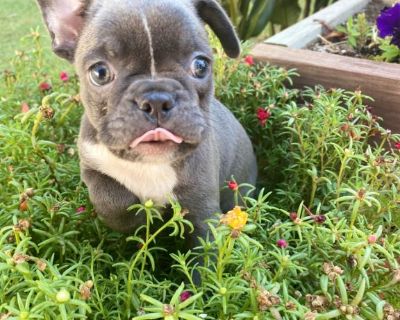 Gracie, beautiful Frenchton female puppy