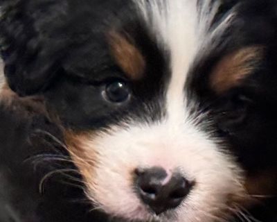 3 Male and 1 Female Bernese Mountain Dog Puppies for Sale