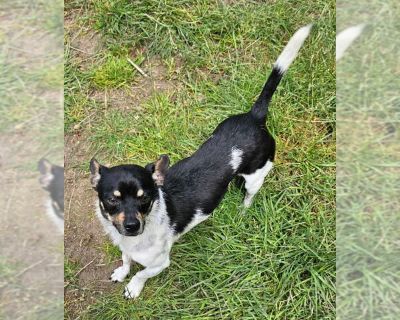 Roscoe - Rat Terrier Male Adult Dog for Adoption