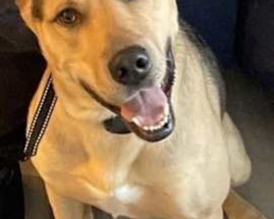 Leo - Shepherd (Unknown Type)/Husky Mix Male Dog for Adoption
