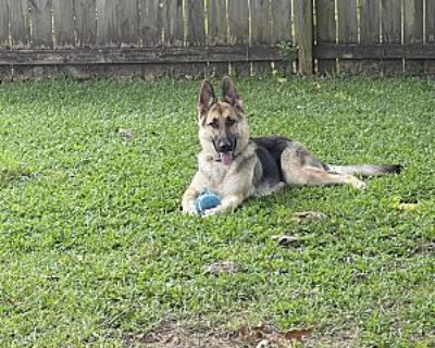 Reine - German Shepherd Dog Female Dog for Adoption