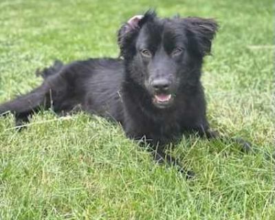 Buford - Retriever (Unknown Type) Male Dog for Adoption