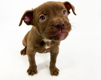 Opie - Pit Bull Terrier Mix Male Puppy for Adoption