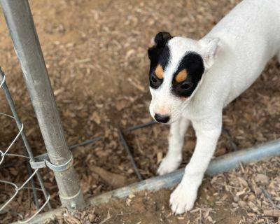 Benton - Treeing Walker Coonhound Male Puppy for Adoption