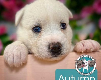 Autumn September - Husky & Shepherd Mix Female Puppy for Adoption