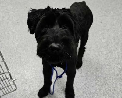 Giselle - Standard Poodle Female Dog for Adoption