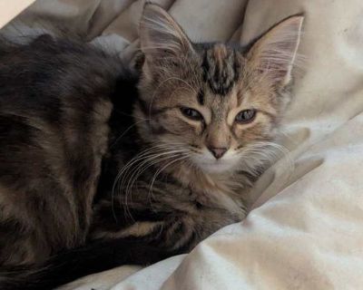 Child. Brown tabby. Hair: medium. Microchipped. You can fill out an adoption application online on our official website. Alyeska, a fluffy 13-week-old female kitten, has a beautiful mix of tabby and tortoiseshell markings with a striking orange spot on her forehead. She is one of six siblings in the litter. With bright, curious eyes and a relaxed posture, she shows a wonderful combination of pl...