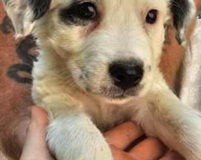 Rosalie $495 - Border Collie/Australian Shepherd Mix Female Puppy for Adoption