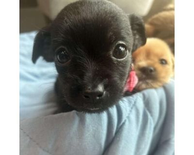 Destiny - Yorkie, Yorkshire Terrier/Chihuahua Mix Female Puppy for Adoption