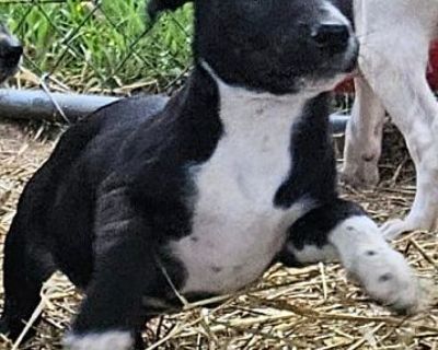 Dach C - Dachshund/Labrador Retriever Mix Female Puppy for Adoption