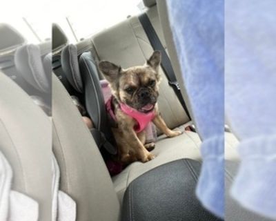 2 Years 2 Months Old * Size at Maturity: Small * Availability Date: 12/22/2024 * Shipping Area: Nationwide * Payment Method: Paypal, Credit Cards, Cash *. Come and meet Izzy she is a fluffy French bulldog. She is not spade and going into 3rd heat cycle in 3-4 months. Super sweet and ready for action. Feel free to call or text Lauren 201-888-8680 Items Included: Akc registered vet checked deworm...