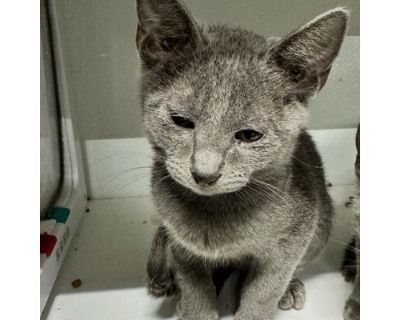 Sheldon JG - Russian Blue Male Cat for Adoption