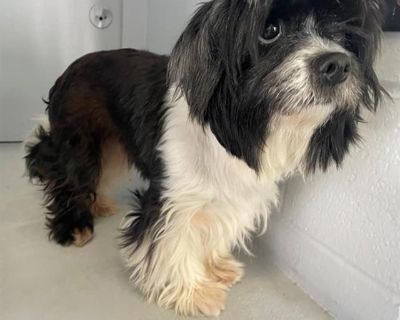 MIA - Shih Tzu Mix Female Dog for Adoption