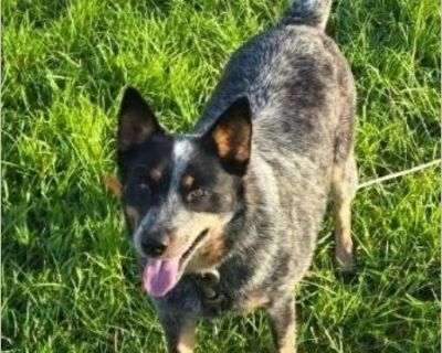 Daisy fka Lilly - Female Puppy Australian Cattle Dog for Adoption
