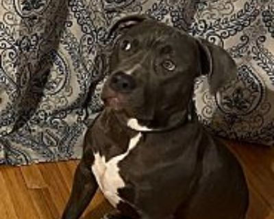 Leonidas - American Pit Bull Terrier Male Dog for Adoption