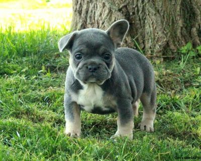 Gillie - 7 Weeks Female French Bulldog Puppy for Sale