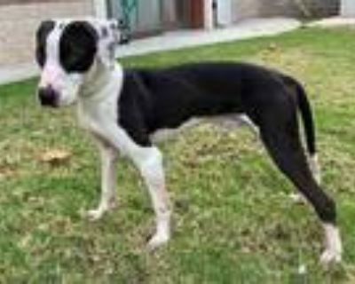 Adopt ASHER a Black - with White Labrador Retriever / Mixed dog in Upland
