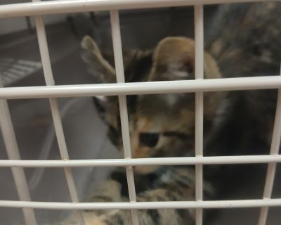 9 kittens left at the shelter clinic door.. Health Vaccinations up to date.. Kitten Female Small Brown / Chocolate , Orange / Red