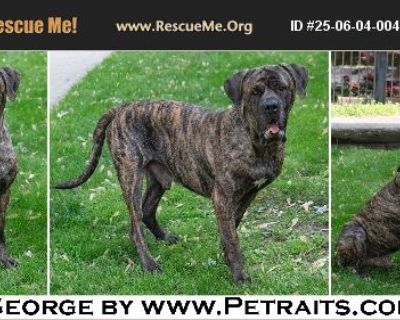 George - Male Puppy Mastiff for Adoption
