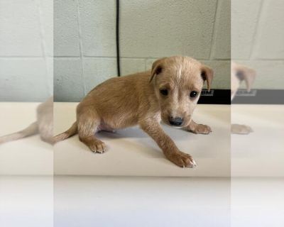 RONALD - Rat Terrier Mix Male Puppy for Adoption