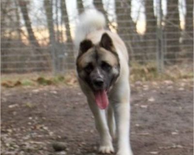 Lena - Female Puppy Akita for Adoption