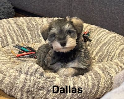 Miniature Schnauzer Puppies